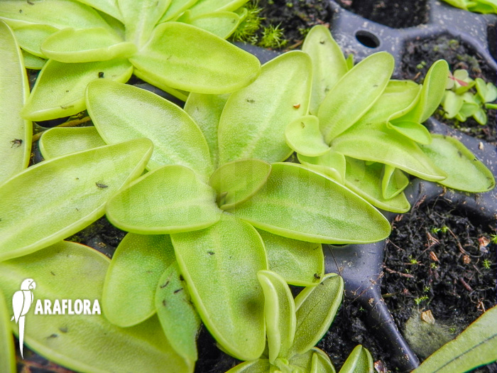 Pinguicula poldinii