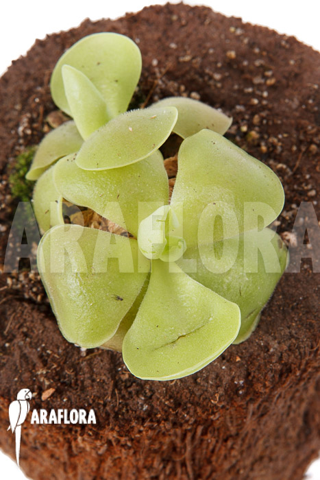 Pinguicula sethos