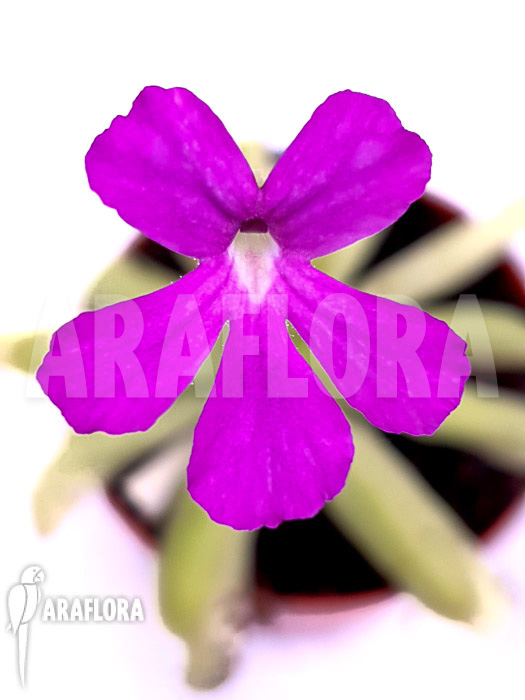 Pinguicula x ‘Anna’