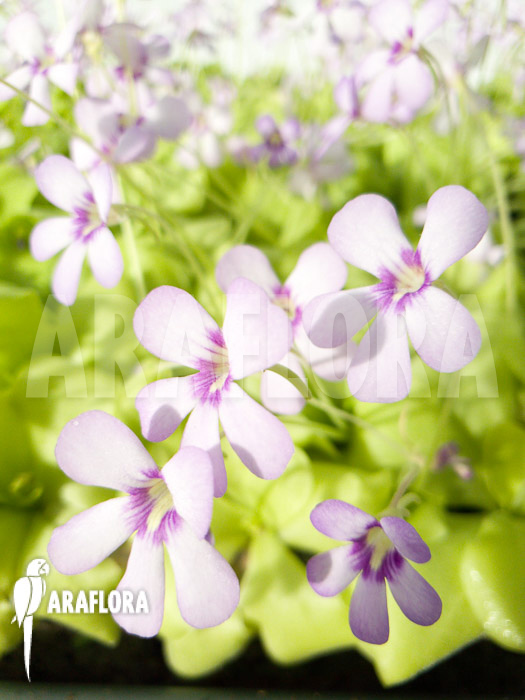 Pinguicula x ‘Tina’