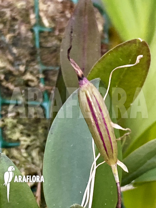 Restrepia tsubotae seedpod