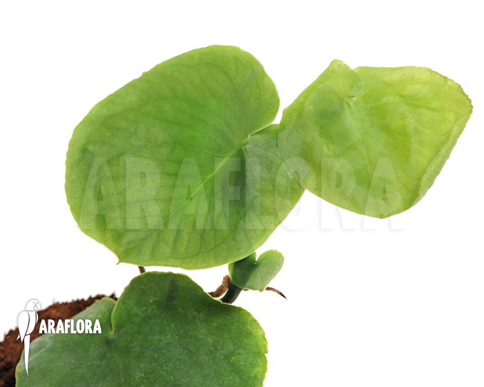 Rhaphidophora celatocaulis ‘Large species’