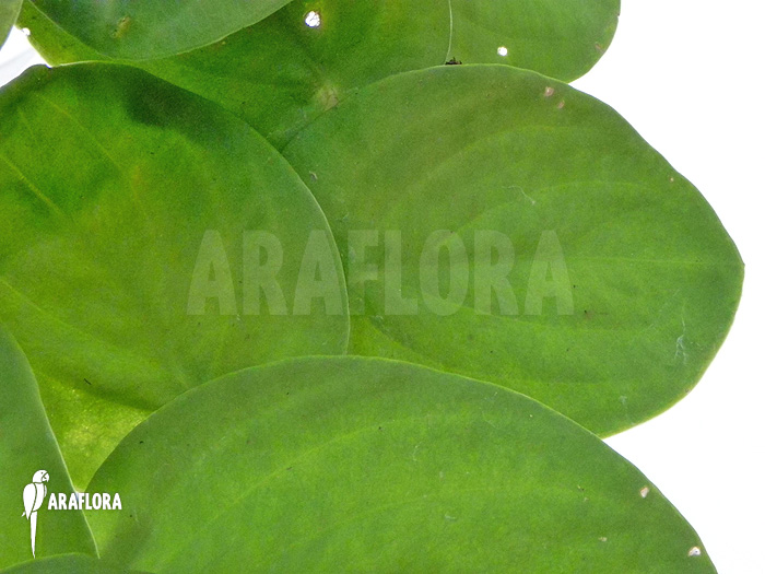 Rhaphidophora celatocaulis ‘Large species’