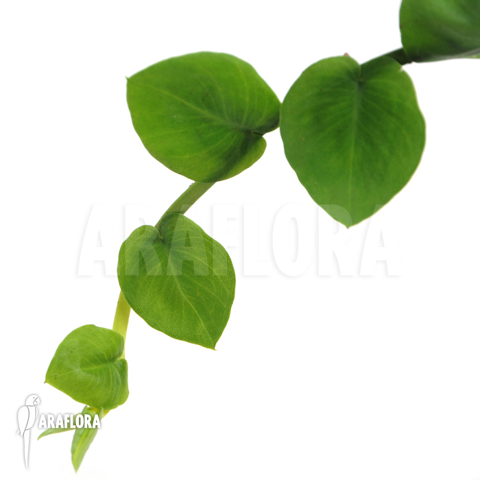 Rhaphidophora celatocaulis ‘Small species’