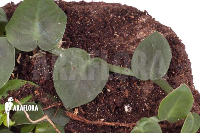 Rhaphidophora celatocaulis ‘Small species’ ‘L’