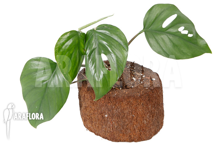 Rhaphidophora pertusa