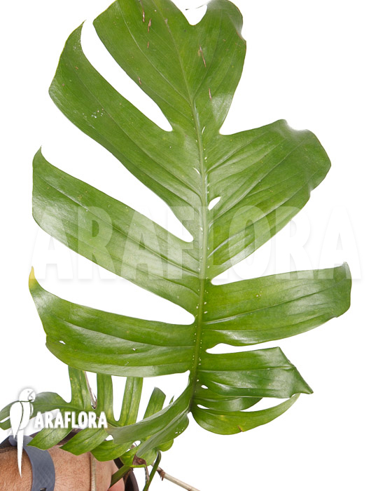 Rhaphidophora pinnata XL