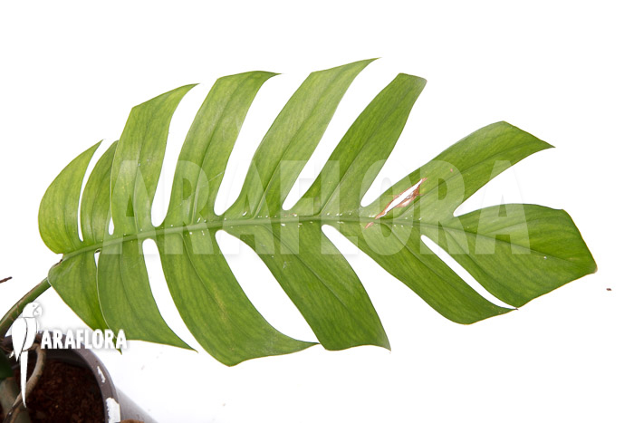 Rhaphidophora pinnata XL