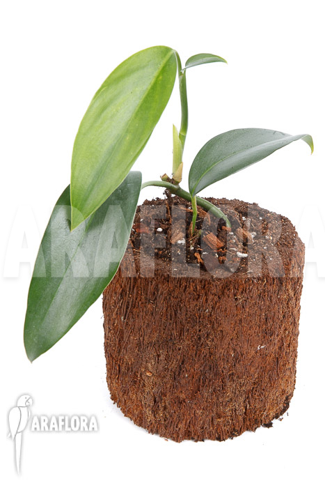 Rhaphidophora sp Malaysia