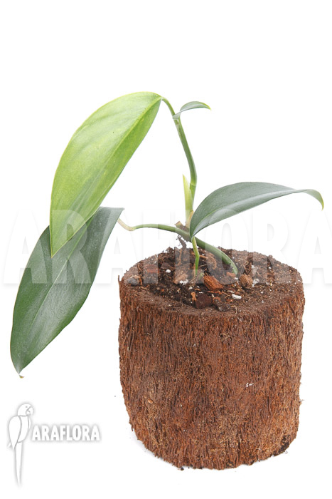 Rhaphidophora sp Malaysia