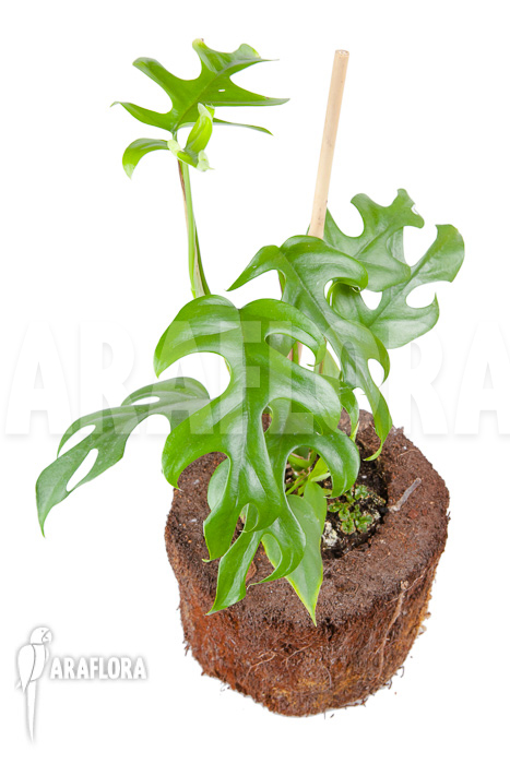 Rhaphidophora tetrasperma ‘M’