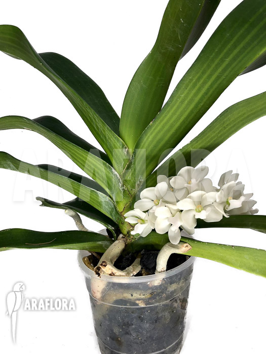 Rhynchostylis gigantea alba