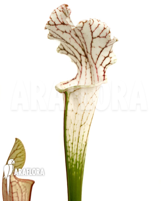 Sarracenia leucophylla ‘Red Line’