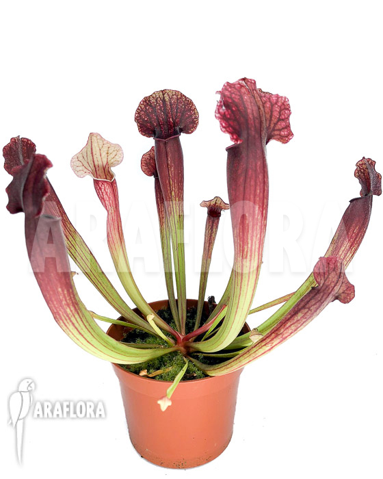 Sarracenia x Thomas ‘S’