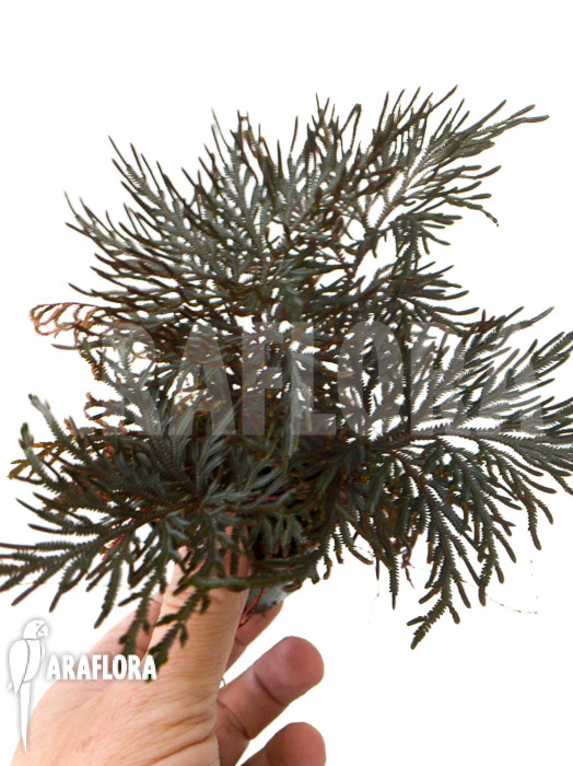Selaginella erythropus