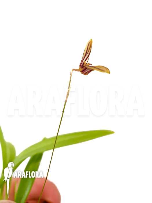 Specklinia brighamii