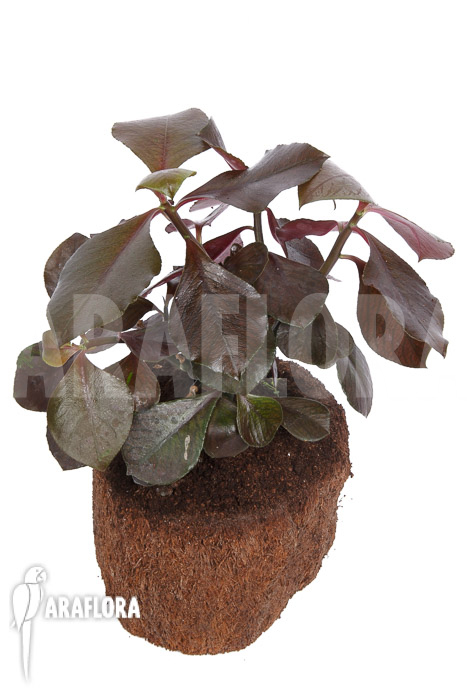 Synadenium grantii ‘rubra’