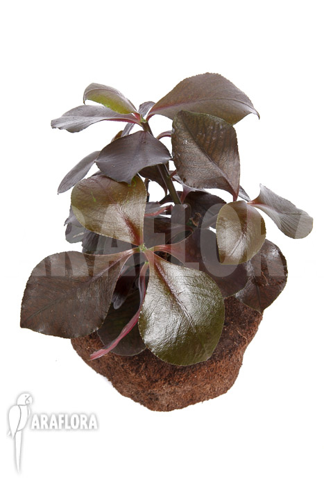 Synadenium grantii ‘rubra’