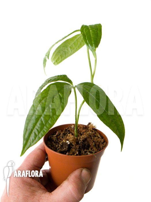 Syngonium sp ‘island Colon’