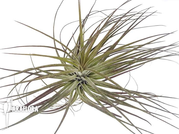 Tillandsia stricta ‘silver’