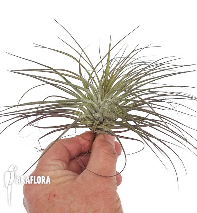 Tillandsia stricta ‘silver’ 2