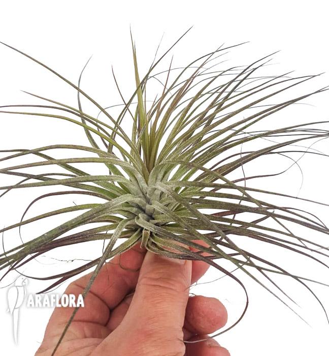 Tillandsia stricta ‘silver’ 4