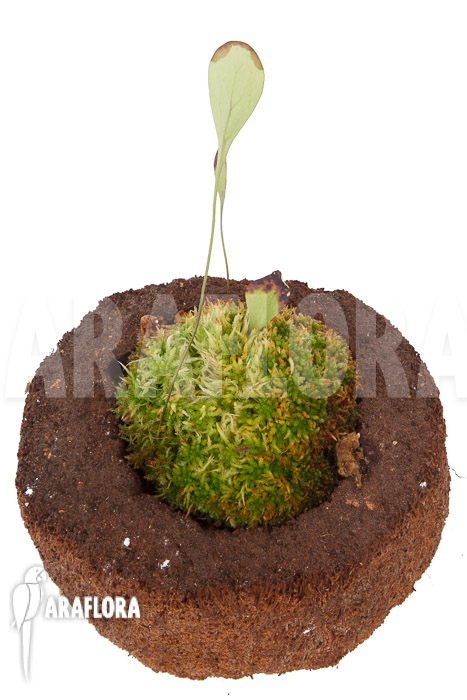 Utricularia humboldtii