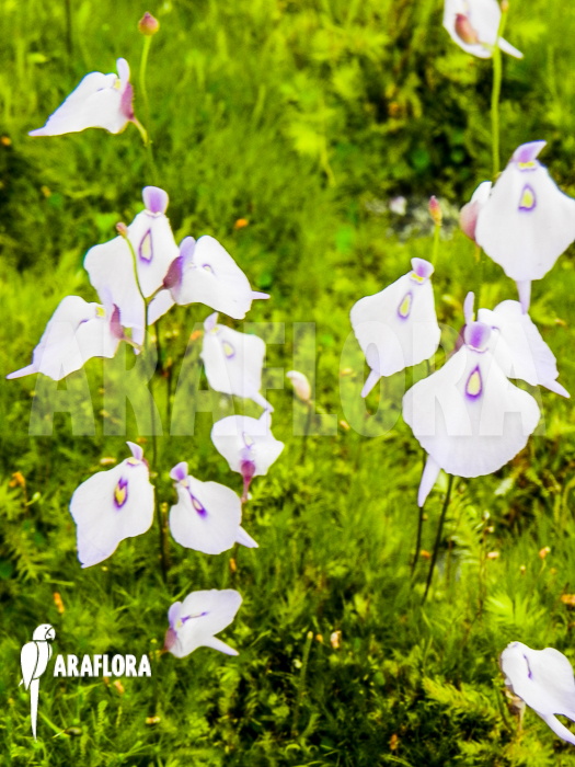 Utricularia pubescens serra do araca