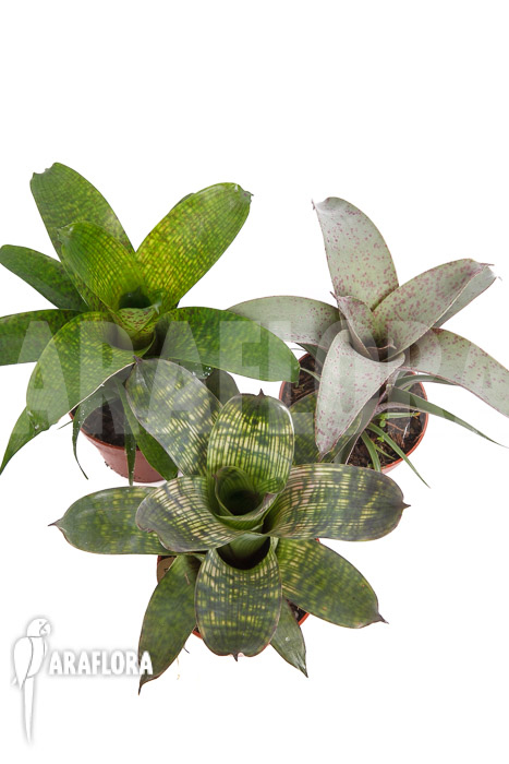 Vriesea package 3 species