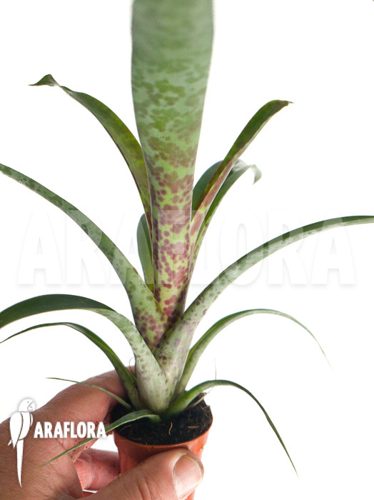 Vriesea pardalina ‘Lacy’