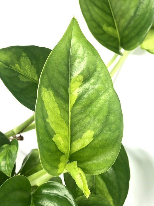 Epipremnum aureum ‘Global Green’