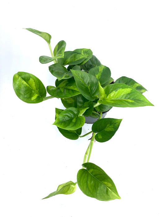 Epipremnum aureum ‘Global Green’