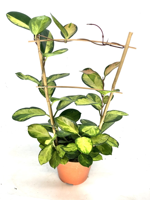 Hoya australis ‘Lisa’ ‘M’