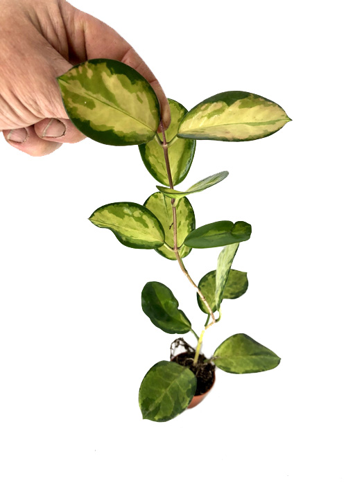 Hoya australis ‘Lisa’ ‘S’