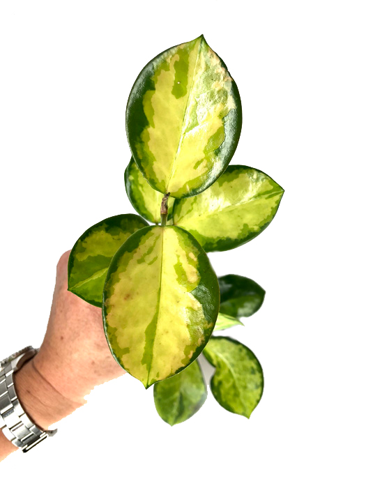 Hoya australis ‘Lisa’ ‘S’