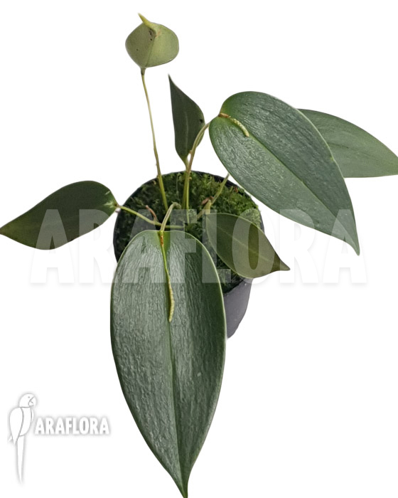 Acianthera prolifera