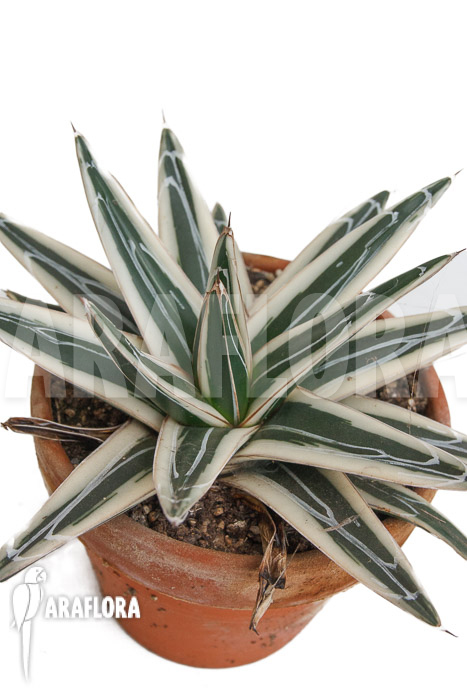 Agave victoriae reginae ‘White rhino’