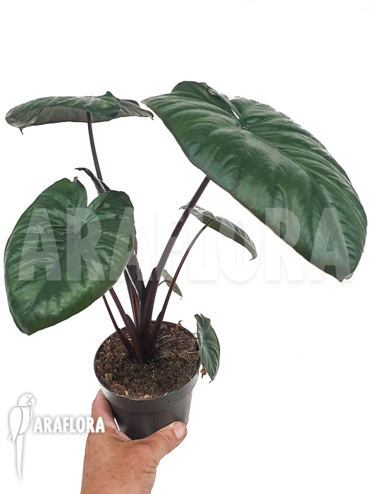 Alocasia ‘Chocolat green’