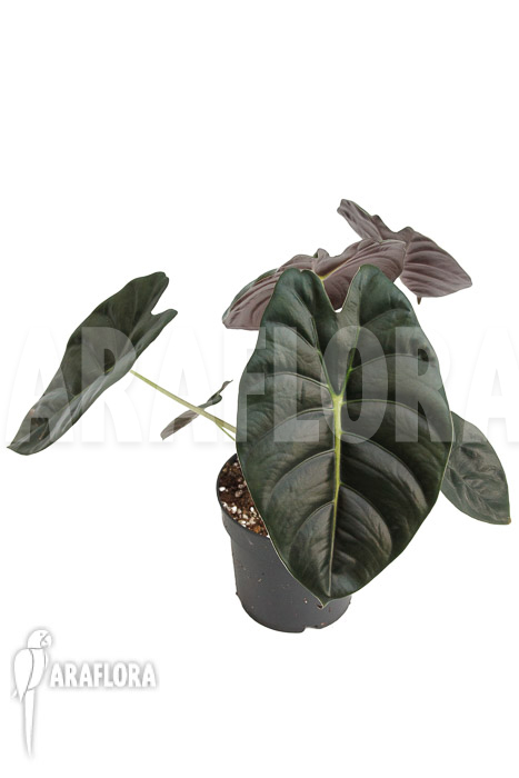 Alocasia ‘Golden Bone’