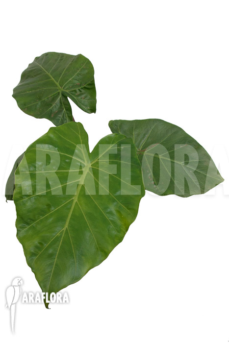 Alocasia ‘Imperial Red’