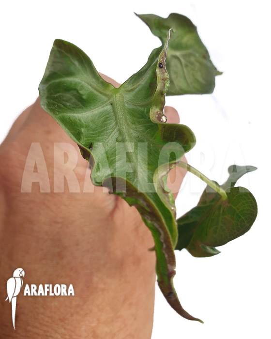 Alocasia ‘Loco’ ‘Starter’
