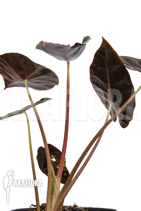 Alocasia ‘Purple Prince’