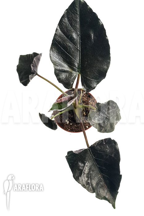 Alocasia chienlii ‘antoro velvet’