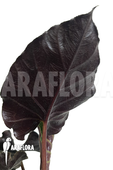 Alocasia chienlii ‘antoro velvet’