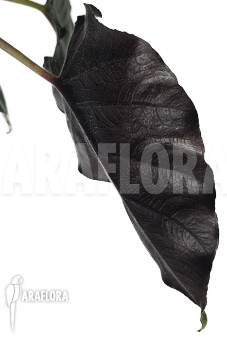 Alocasia chienlii ‘antoro velvet’