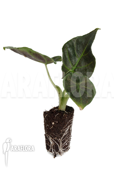 Alocasia chienlii ‘antoro velvet’ ‘Plug’
