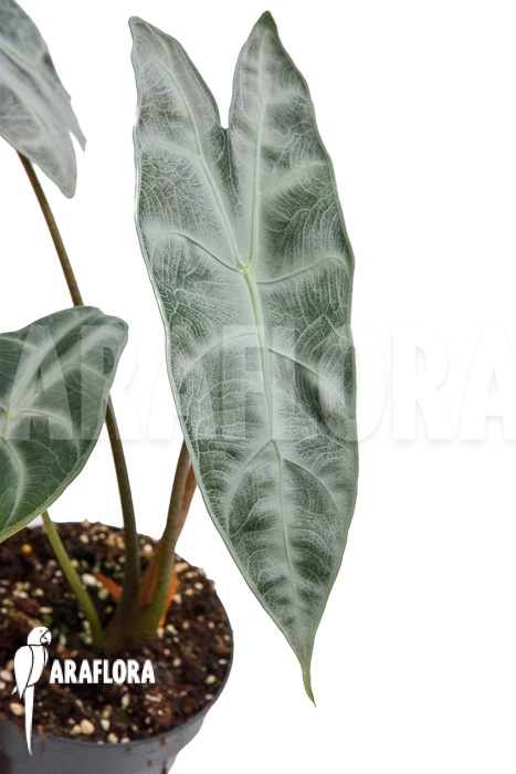 Alocasia longiloba ‘Silver’