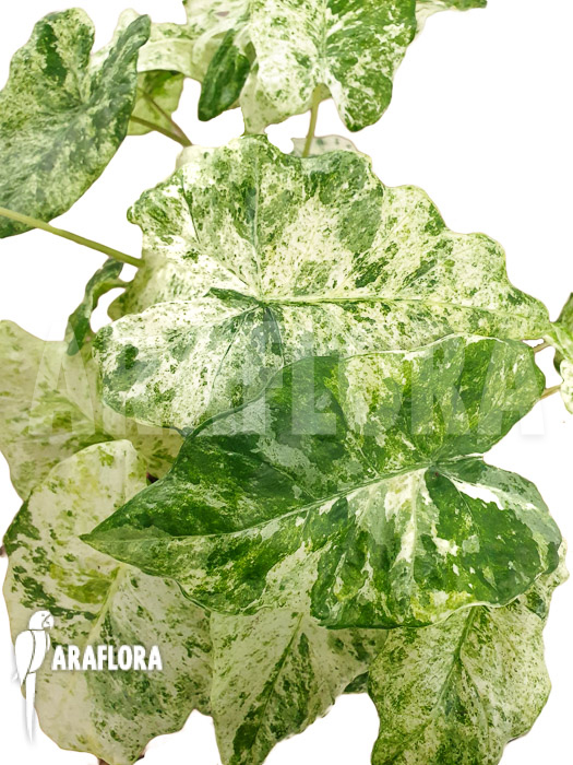 Alocasia macrorrhizos ‘Splash’