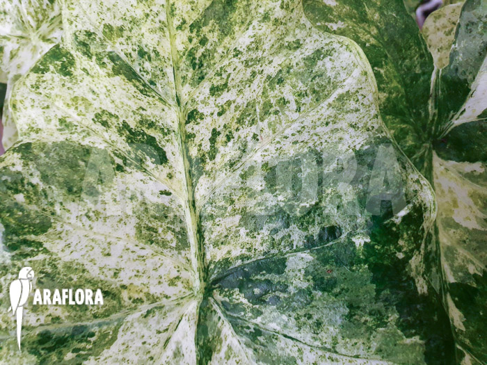 Alocasia macrorrhizos ‘Splash’