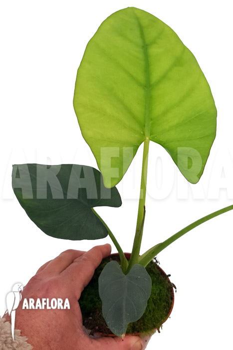 Alocasia scabriuscula